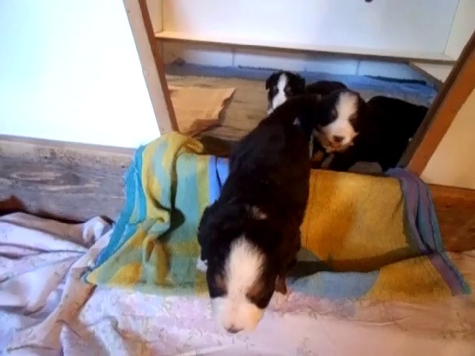 femelle jaune puis mauve (sans son collier)