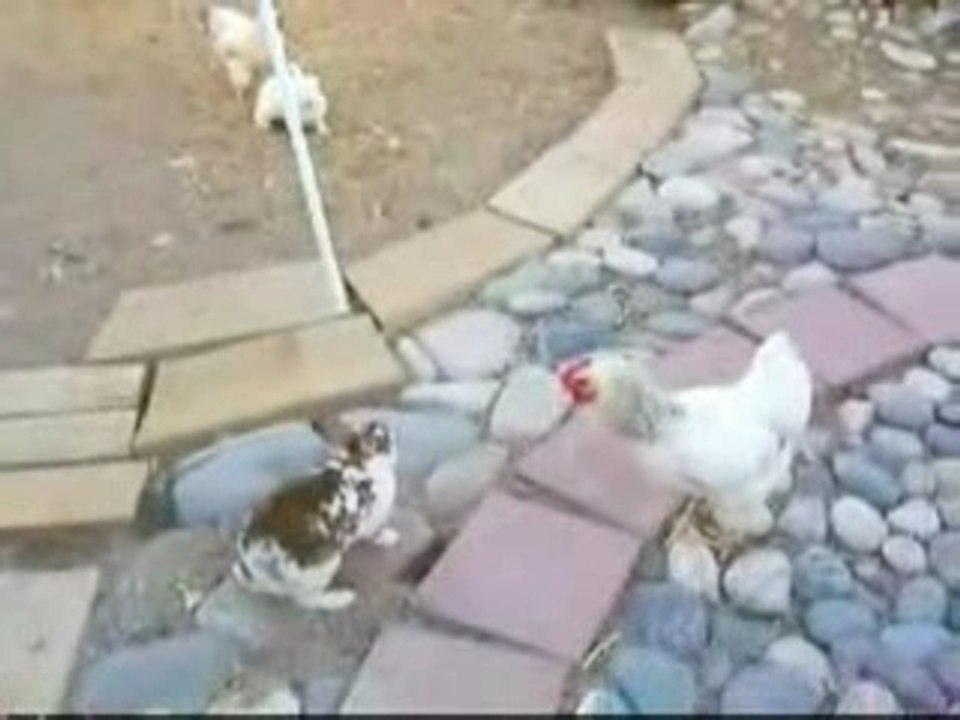 poulet = police