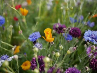 Bruno Thiévet et Kim-Yen sur l'île de Ré -Juin 2013-