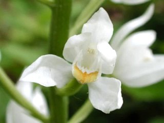 Fleur Blanche & Friends on Paltalk Tunisia 🌙