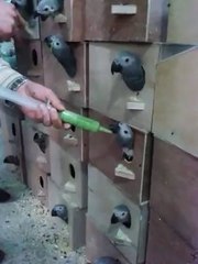 Yavru Papağan beslemek