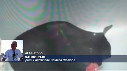 Icaro Tv. Trigone con coda mozzata. Pari: gesto crudele