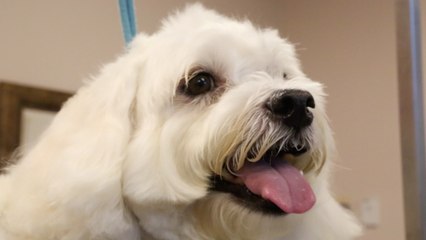 Dogs and cats get cozy in pet hotel