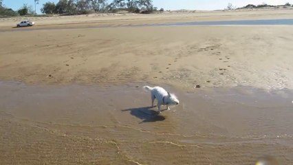 Happy Dogs Splashing at the Beach