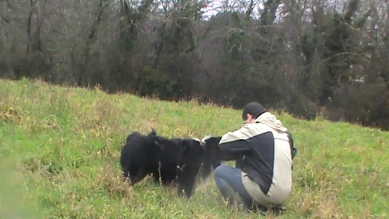 pistage recherche utilitaire avec funny berger australien