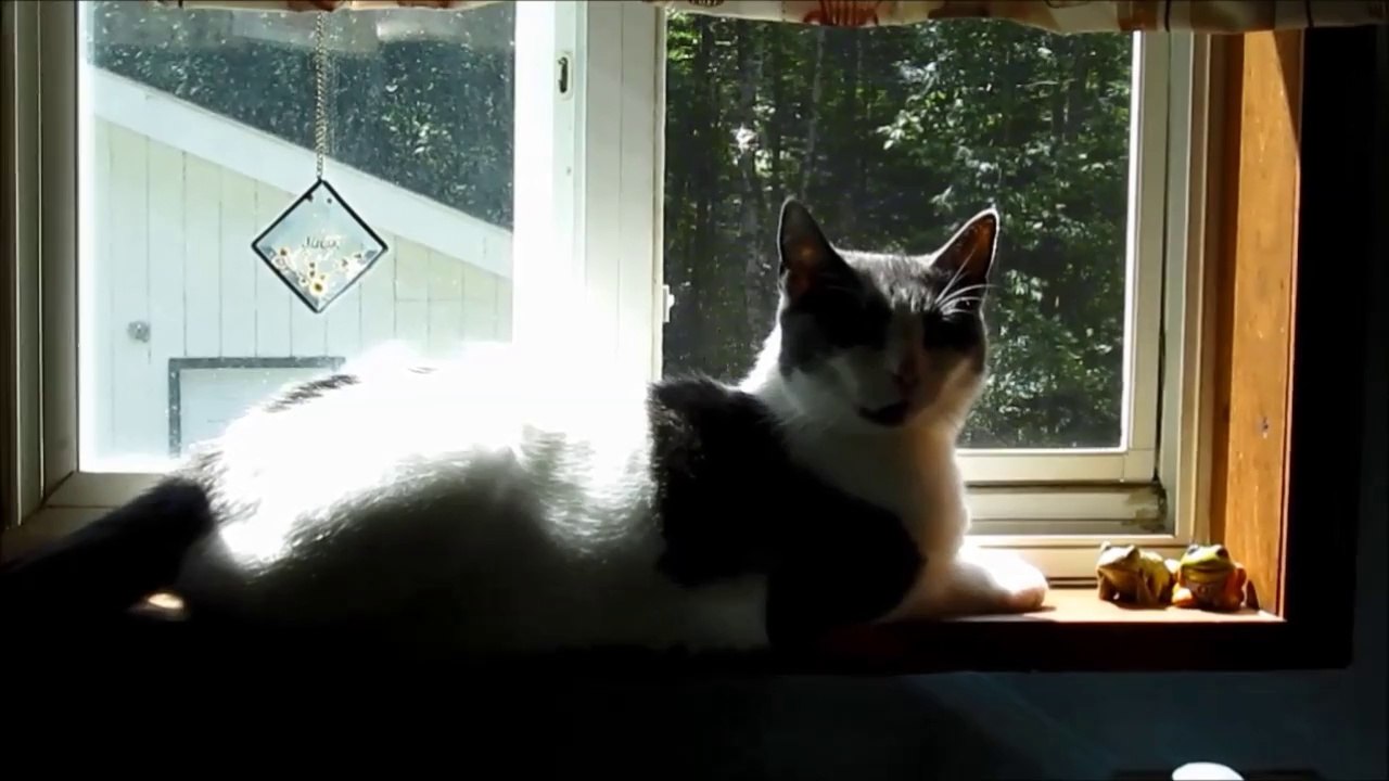 Paws in the Kitchen Window for 1 Minute