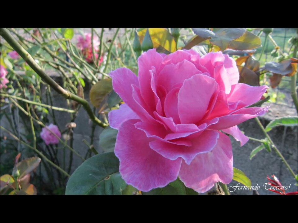 Rio Torto, Valpaços, Portugal 2014, Fernando Teixeira!