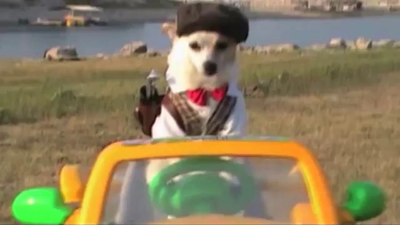 Cute Dog Is A Golf Pro