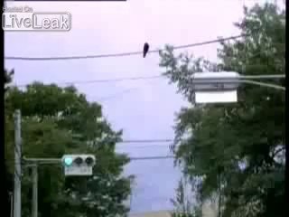 UN CORBEAU  TRES INTELLIGENT