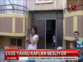 Annesinin terk ettiği yavru kaplanı evinde besliyor