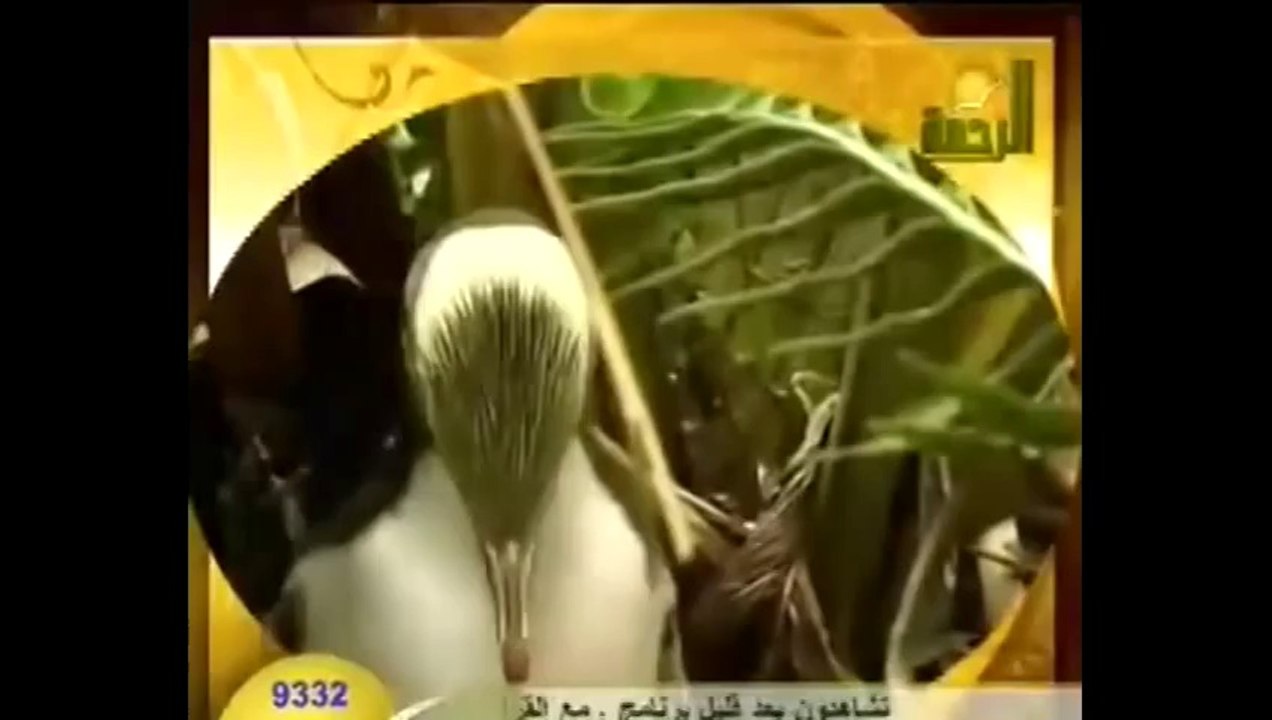 أفلام وثائقية من عجائب خلق الله البطريق HD