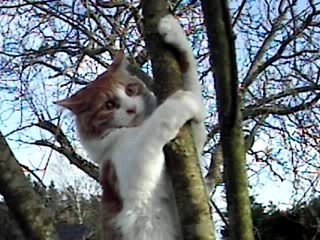 Le chat acrobate