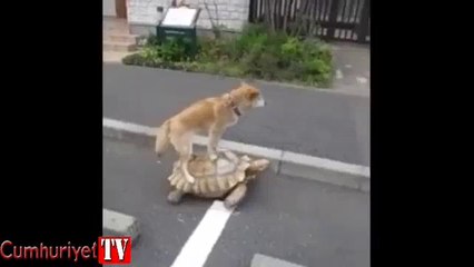 Kaplumbağa ile seyahat eden köpek