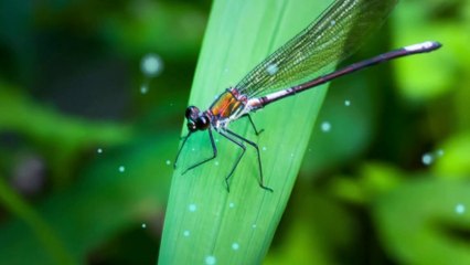 Melody Of The Night - Shi Jin - Piano HD 1080p