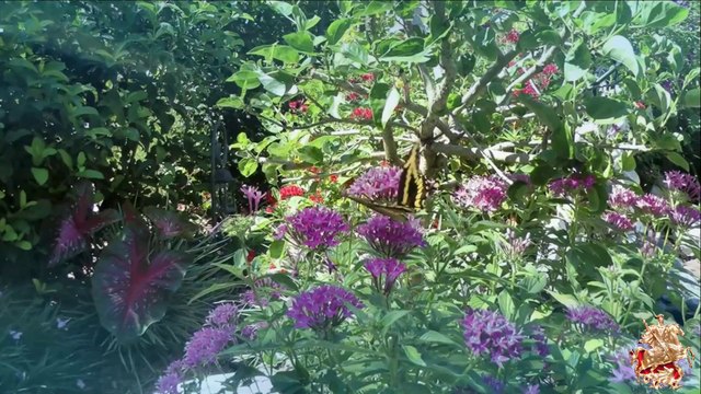 ♛♫♥A.R.D.I. & Cynthia Hall - Sunflowers (Original Mix)♥♫♛