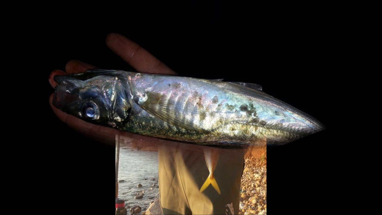 ETE FISH PARTY !!!!