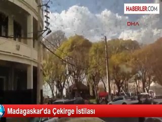 Madagaskar'da Çekirge İstilası