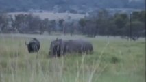 Extreme Fight Rhino vs Buffalo - Direct From Jungle