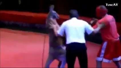 Kanguruyla  kick boks  yapilirsa