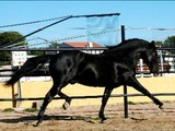 At - Atlar -Horse Fight Big - Horses   (1)