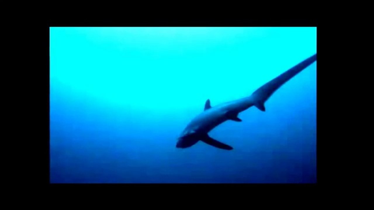 THRESHER SHARKS KILLS PREY BY WHIPPING