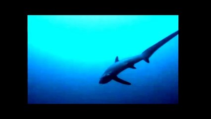 THRESHER SHARKS KILLS PREY BY WHIPPING