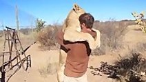 Excited lion shows love to his friend