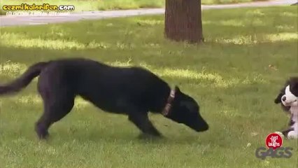 Oyuncak Köpek ile Gerçek Köpeklere Şaka Yapmak