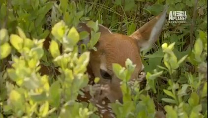 ノースアメリカ 02　山々と森
