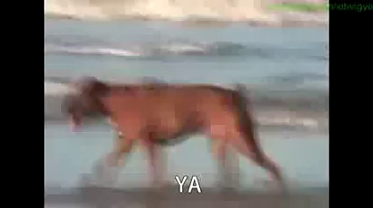 Dog Won't Listen To Owner [Funny Subtitled Version!]