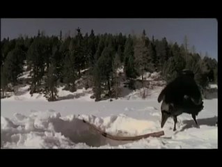 Karga'nın Zekası - ALLAH BÜYÜKTÜR -