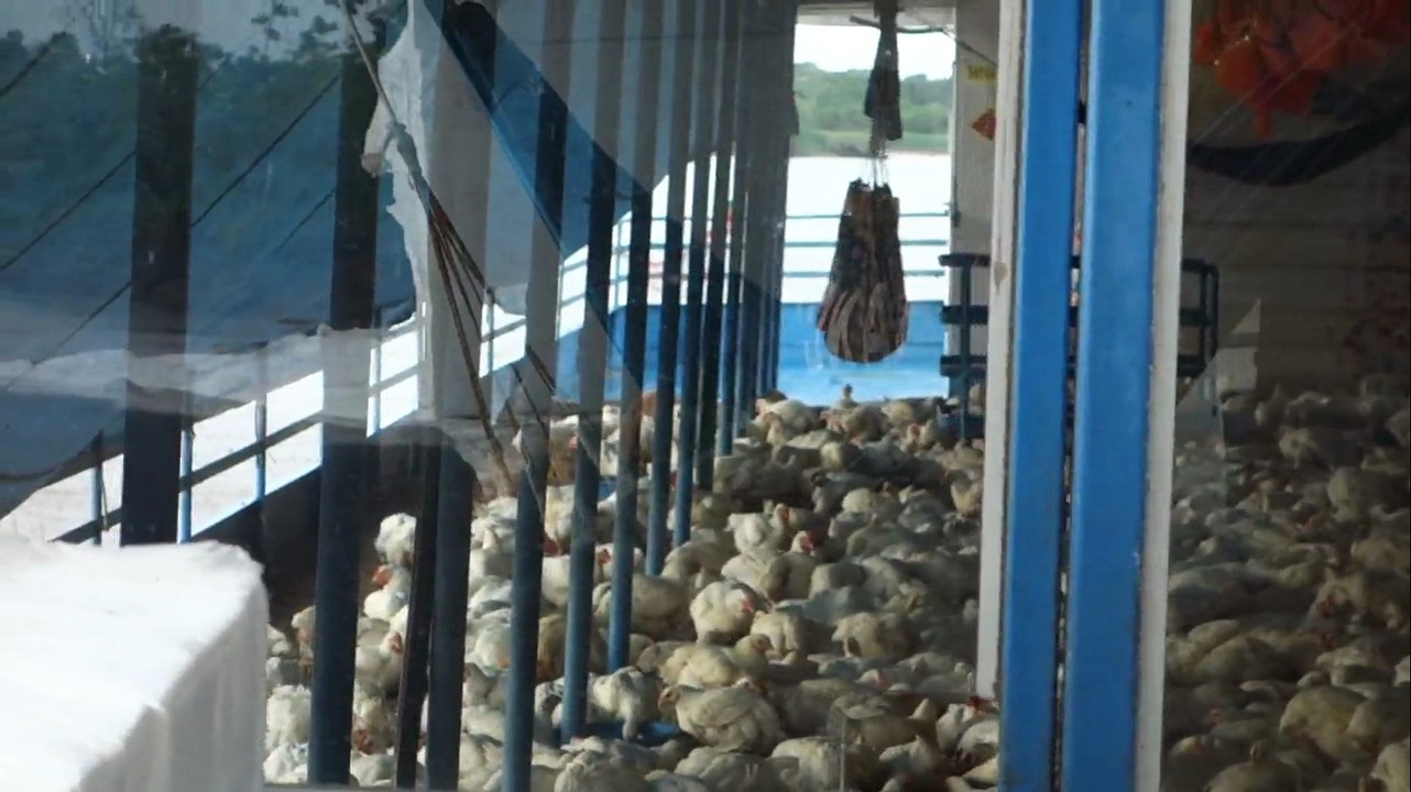 Perou- En direction d'Iquitos dans la bateau de la mort