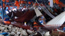 Perou- En direction Iquitos: Apres les 3 000 poules les vaches!