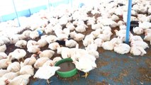 Perou: Dans le bateau de la mort les poules meurent