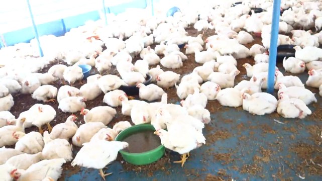 Perou: Dans le bateau de la mort les poules meurent