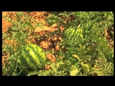 فلسطين هذا الصباح 1-9-2014 ج2