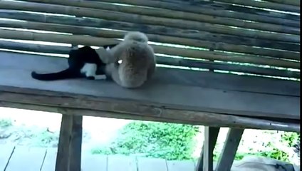 ▶ Chat et Singe trop mignons