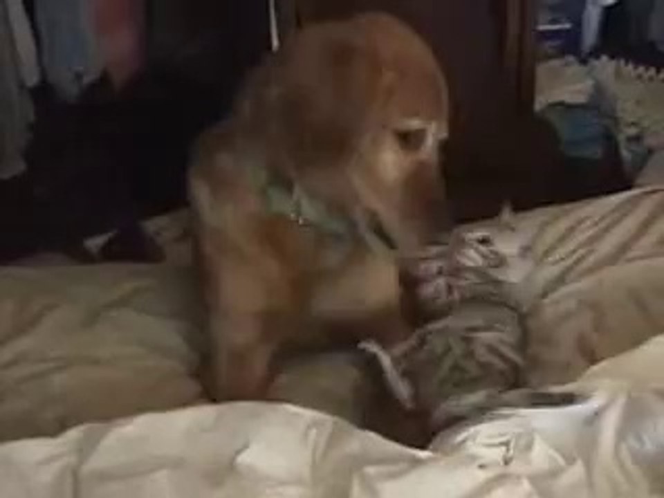 Chat de Bengale qui attaque le chien !