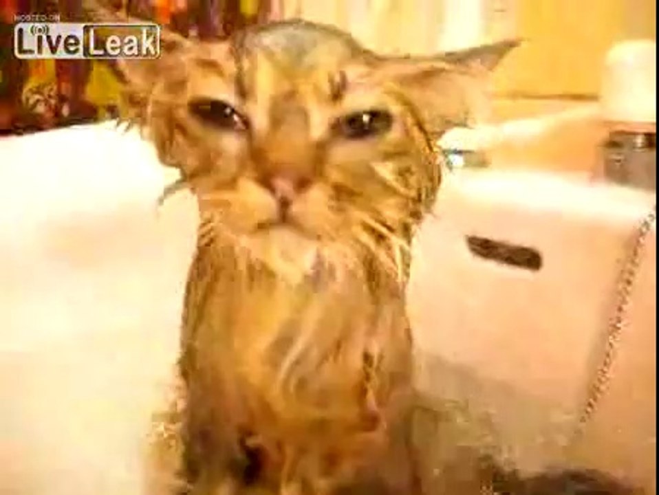 Chat mouillé ! qui n'aime ps ça !