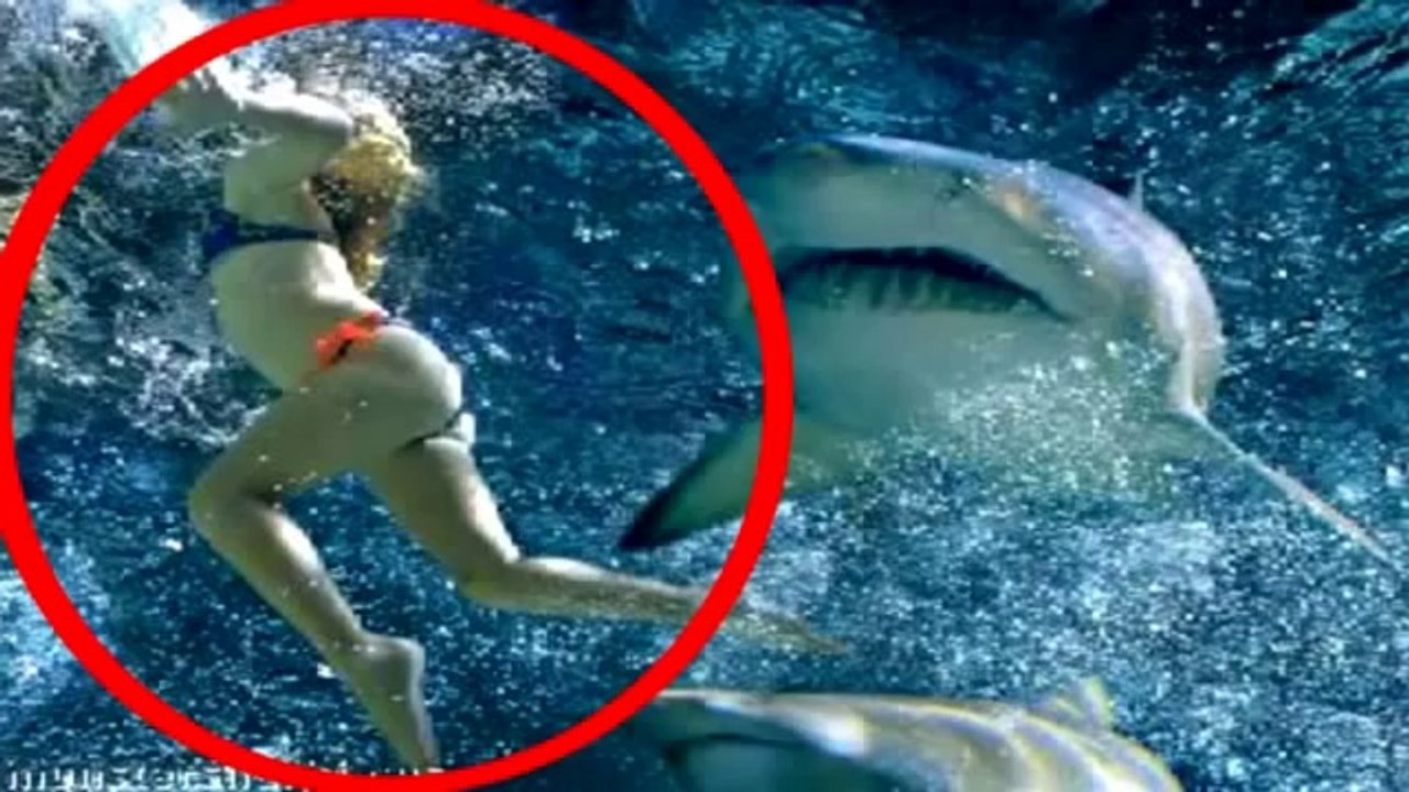 ▶ Requin Blanc qui dévore une femme en live