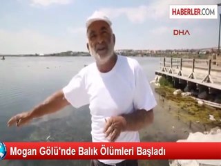Mogan Gölü'nde Balık Ölümleri Başladı
