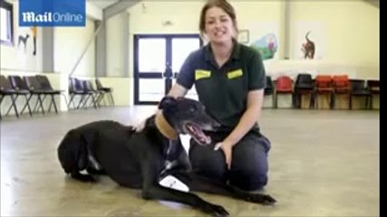 Jed The Lurcher Britain's Most Unwanted Dog