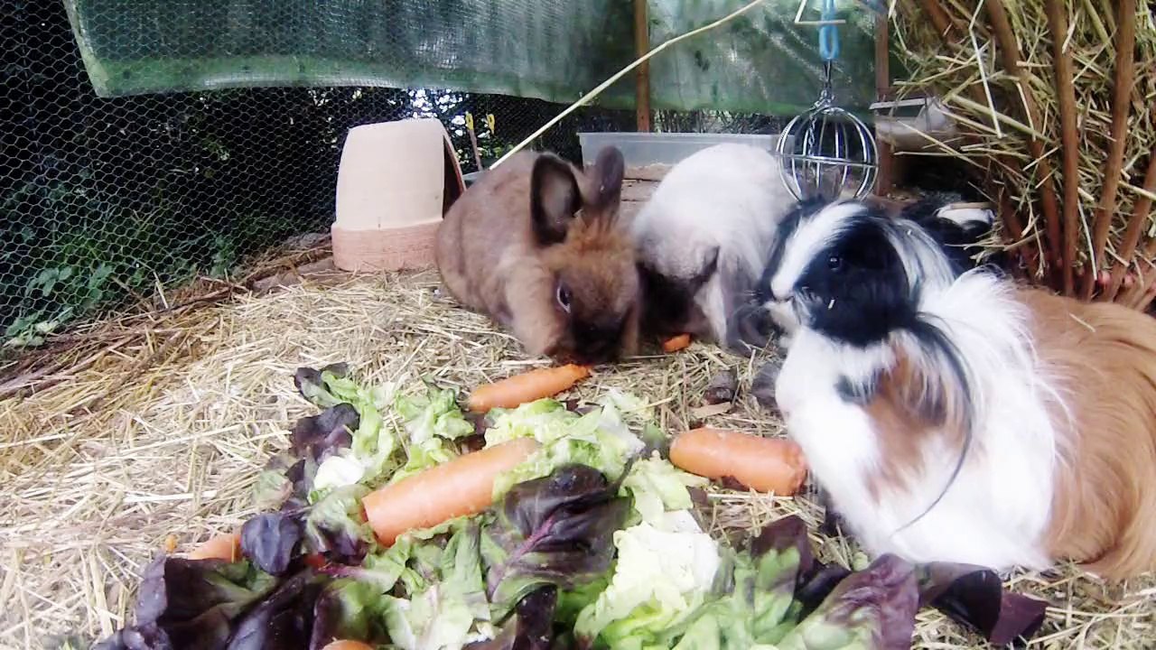 Meerschweinchen 2014