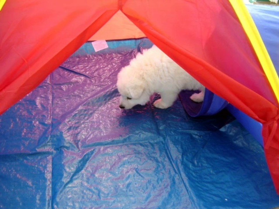 6 semaines à 2 mois