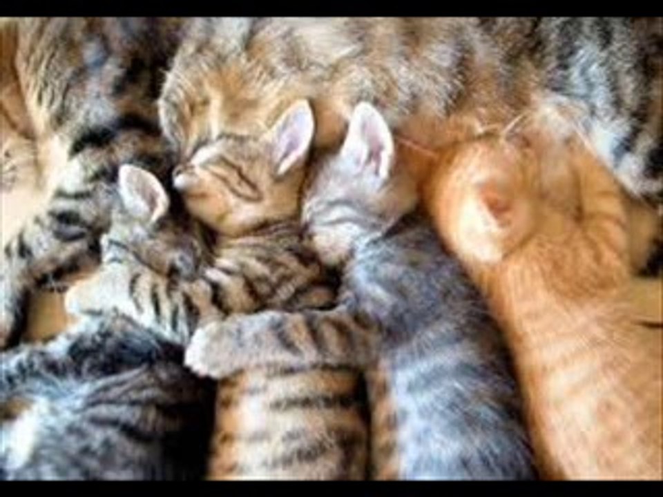 FLUTE DE PAN TITRE AMONIA SONG