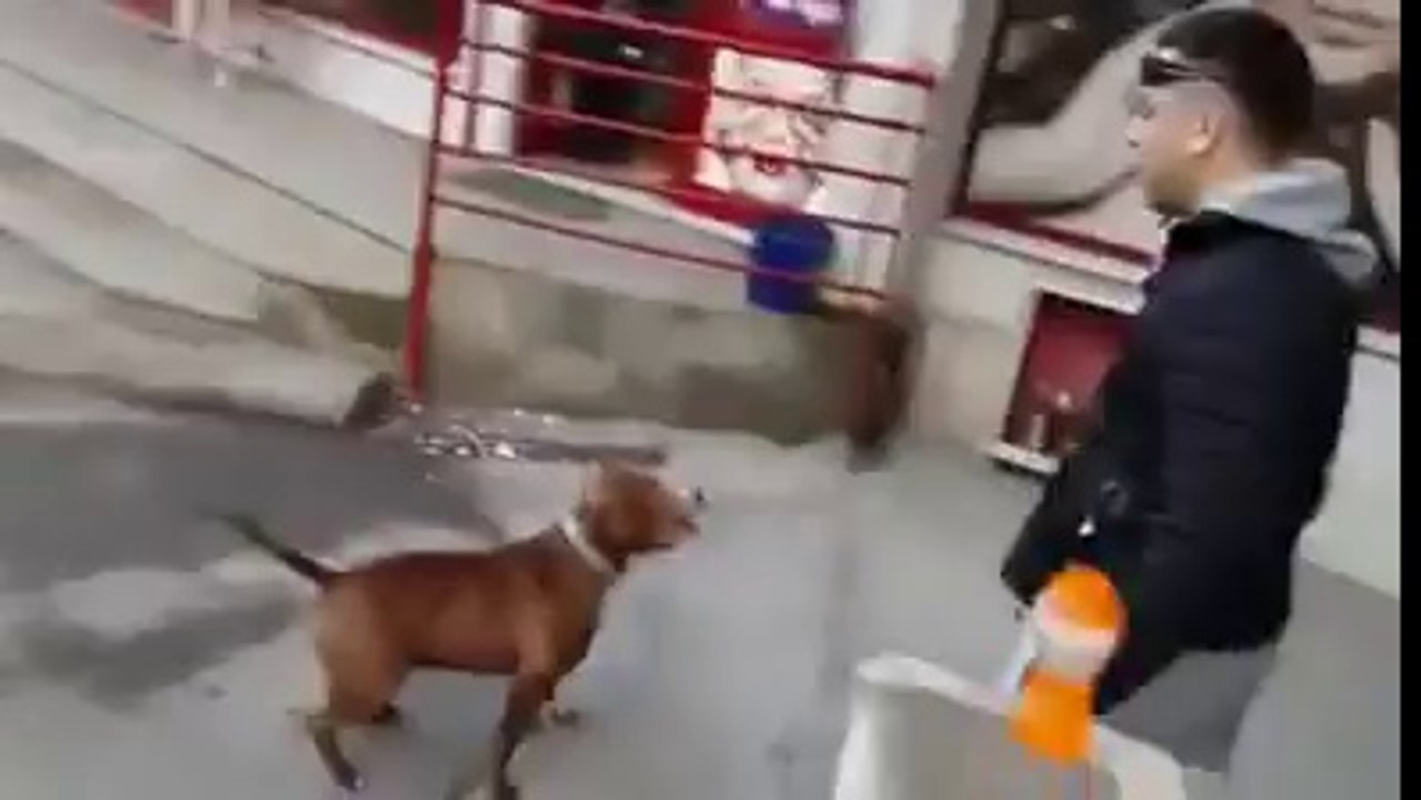 Como ta alegre o cão
