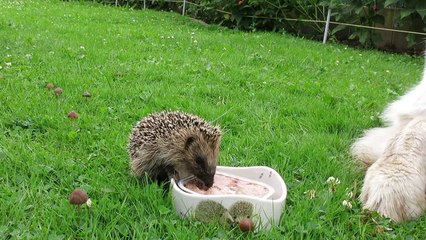 Hayvanların merhameti insanlarda yok