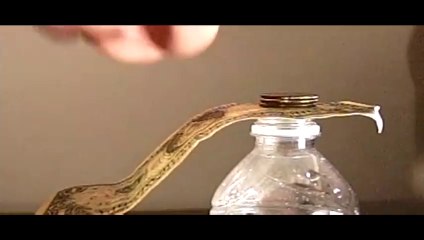 coin trick challenge