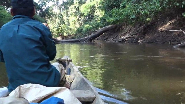 Perou- Lagunas: Presence de loutres dans la réserve Pacaya-Samiria.