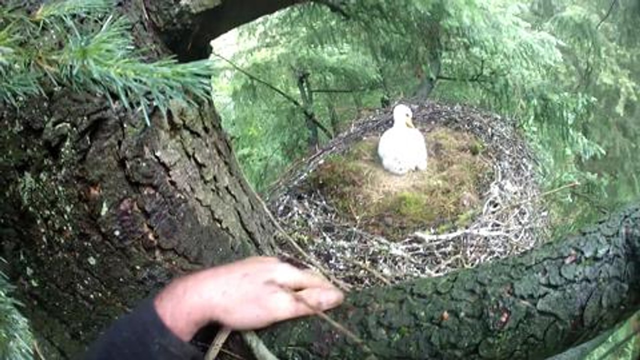 Baguage cigogne noire